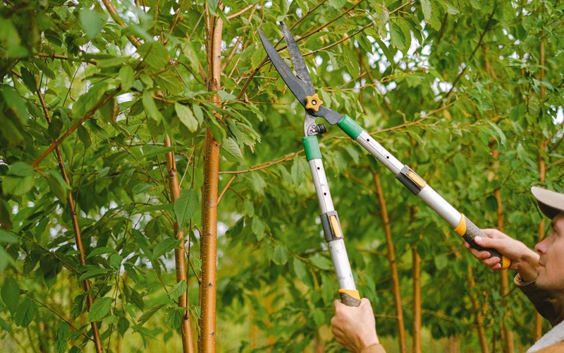 Tree trimming in Ellsworth, NE